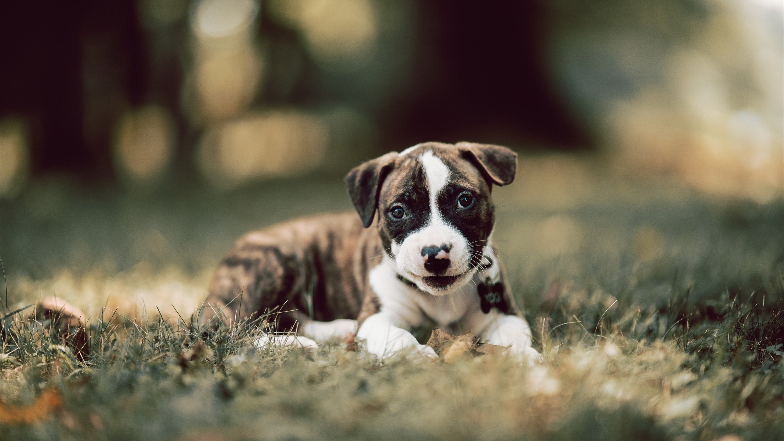 开云体育官网-新王当立，西亚卡姆绝杀绿军，世界篮球版图在他脚下震动